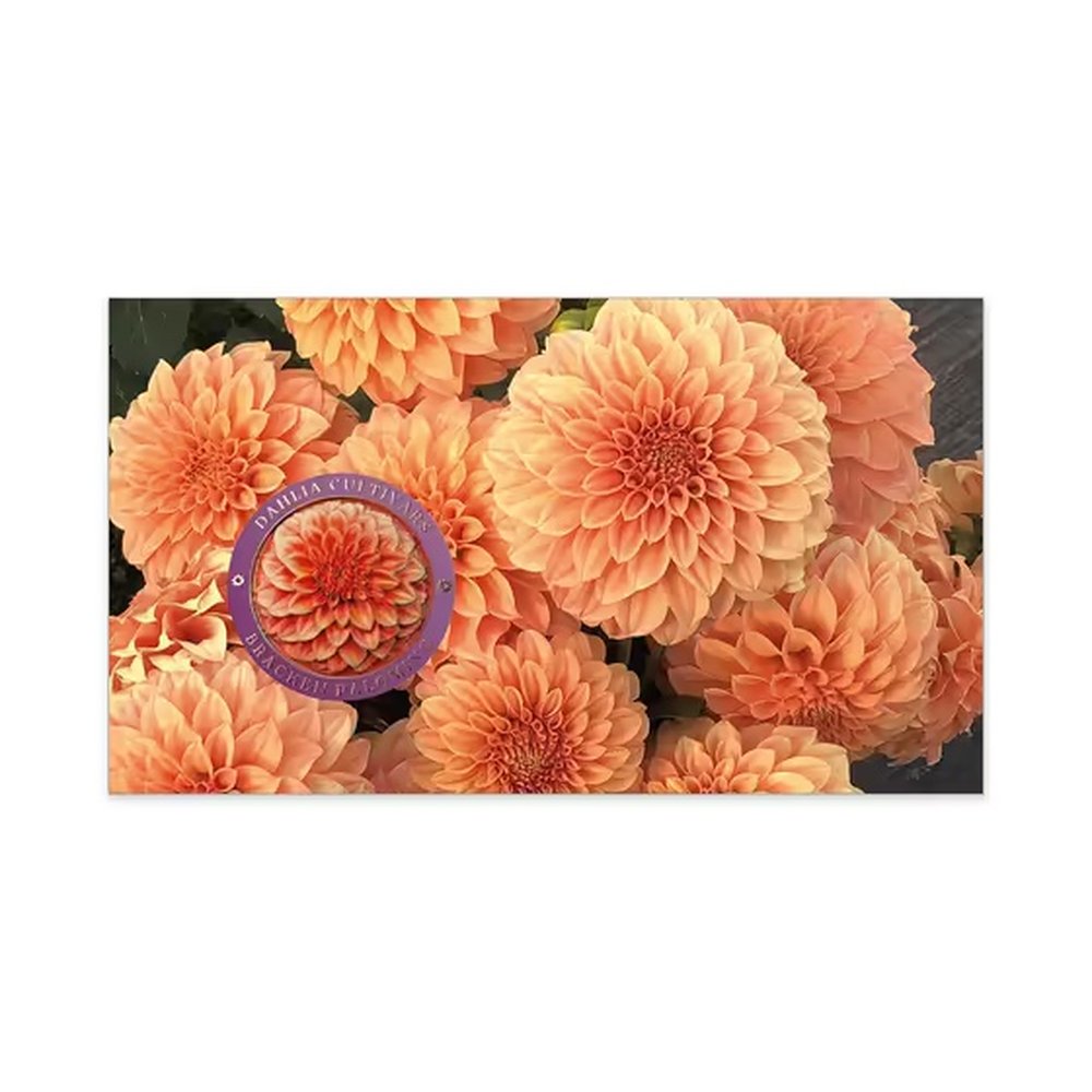 Dahlias Australian Cultivars Medallion Cover