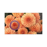 Dahlias Australian Cultivars Medallion Cover