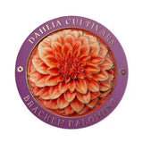 Dahlias Australian Cultivars Medallion Cover